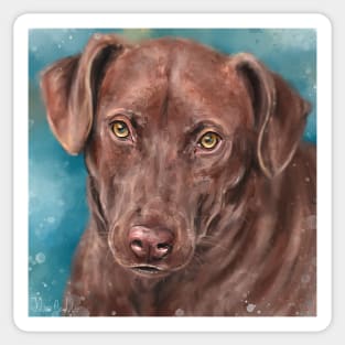 Painting of a Chocolate Labrador looking directly at you, blue background Sticker